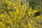  Acacia verniciflua