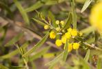  Acacia verniciflua
