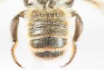  Megachile maritima (Kirby, 1802)
