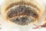  Megachile maritima (Kirby, 1802)
