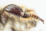  Megachile maritima (Kirby, 1802)