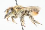  Megachile maritima (Kirby, 1802)