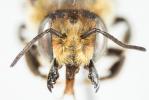  Megachile maritima (Kirby, 1802)