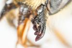 Megachile maritima (Kirby, 1802)