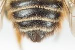  Megachile maritima (Kirby, 1802)