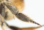  Megachile maritima (Kirby, 1802)