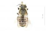  Megachile pilicrus Morawitz, 1877