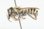  Megachile pilicrus Morawitz, 1877