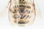  Megachile pilicrus Morawitz, 1877