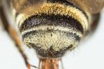  Megachile pilicrus Morawitz, 1877