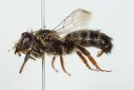  Megachile pyrenaica Lepeletier, 1841
