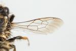  Megachile pyrenaica Lepeletier, 1841