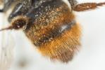  Megachile alpicola Alfken, 1924
