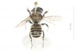  Megachile giraudi Gerstäcker, 1869