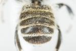  Megachile giraudi Gerstäcker, 1869