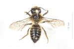  Megachile ligniseca (Kirby, 1802)