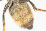  Megachile ligniseca (Kirby, 1802)