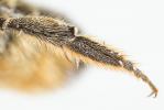  Megachile ligniseca (Kirby, 1802)