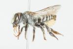  Megachile opacifrons Pérez, 1897