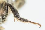  Megachile versicolor Smith, 1844