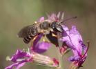  Halictus fulvipes (Klug, 1817)