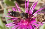  Megachile willughbiella (Kirby, 1802)