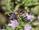  Halictus fulvipes (Klug, 1817)