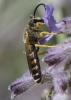  Halictus scabiosae (Rossi, 1790)