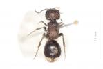  Sigilla dorsata (Fabricius, 1798)