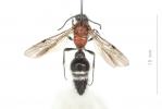  Cystomutilla ruficeps (Smith, 1855)
