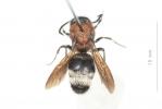  Ronisia brutia (Petagna, 1787)