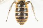  Hoplitis adunca (Panzer, 1798)