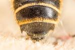  Hoplitis adunca (Panzer, 1798)