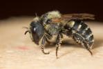  Osmia signata Erichson, 1835