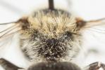  Hoplitis annulata (Latreille, 1811)