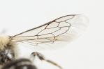  Hoplitis annulata (Latreille, 1811)