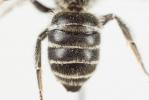  Hoplitis annulata (Latreille, 1811)