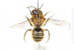  Hoplitis bisulca (Gerstäcker, 1869)