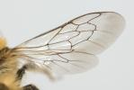  Hoplitis bisulca (Gerstäcker, 1869)