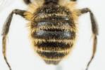  Hoplitis bisulca (Gerstäcker, 1869)