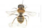  Hoplitis bisulca (Gerstäcker, 1869)