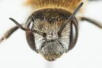  Hoplitis bisulca (Gerstäcker, 1869)