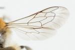  Hoplitis bisulca (Gerstäcker, 1869)