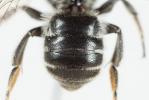  Hoplitis adunca (Panzer, 1798)