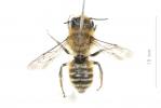  Hoplitis cristatula (van der Zanden, 1990)