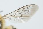  Hoplitis cristatula (van der Zanden, 1990)
