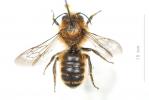  Hoplitis tridentata (Dufour & Perris, 1840)