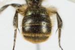  Osmia caerulescens (Linnaeus, 1758)