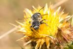  Megachile albisecta (Klug, 1817)