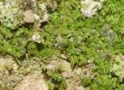  Fissidens gracilifolius Brugg.-Nann. & Nyholm, 1986